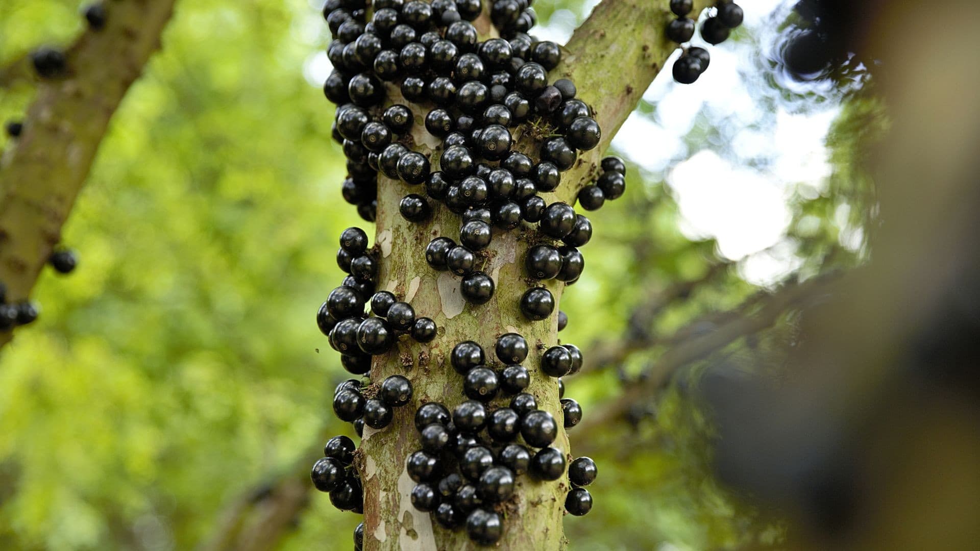 Jabuticaba é elogiada e surpreende com seu crescimento no tronco