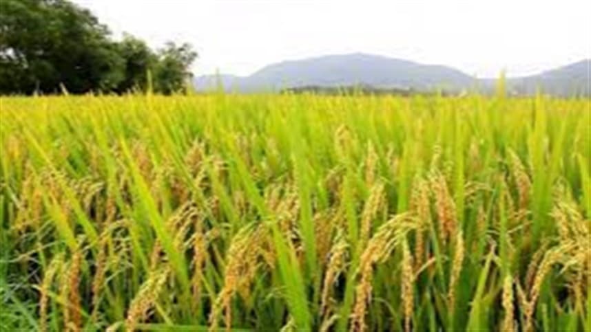 Relação entre relógio biológico das plantas e microrganismos aumenta eficiência no uso de nitrogênio no arroz