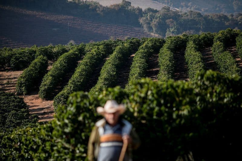 FGV-Agro Revela Exclusão de Milhares de Produtores do Proagro na Safra 2024/25