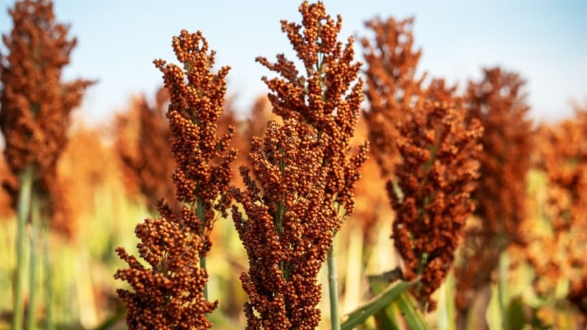 Condições climáticas afetam safra de sorgo em Goiás