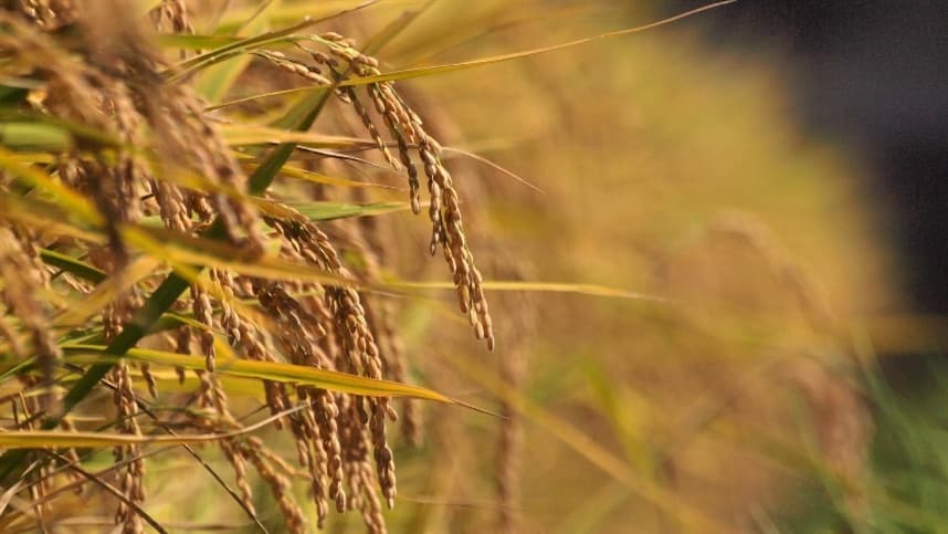 Mudanças climáticas podem beneficiar exportações de arroz do Mercosul