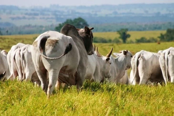 Mercado de boi gordo continua em alta com preços acima da média