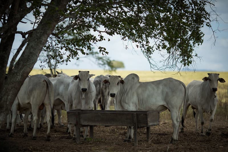 JBS e MBRF concedem férias coletivas por alta no preço da carne