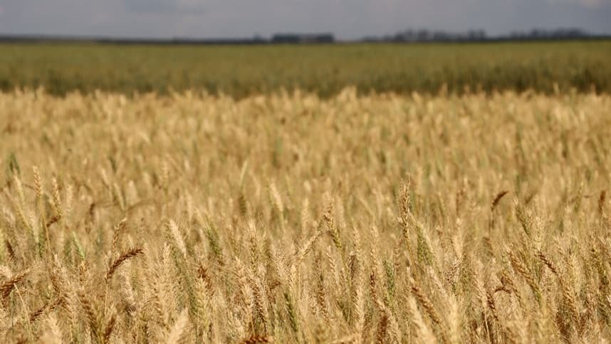 Setor agrícola cauteloso com chuvas no Sul afeta preços do trigo