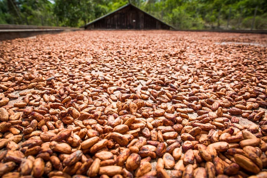 Alta do cacau indica novo impulso e descarta acomodação de preços