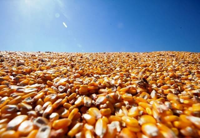 Preços do milho variam conforme colheita em andamento