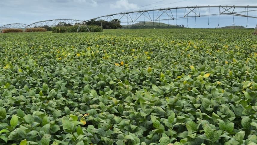 Bioinsumos no Brasil movimentam até R$ 6 bilhões anuais
