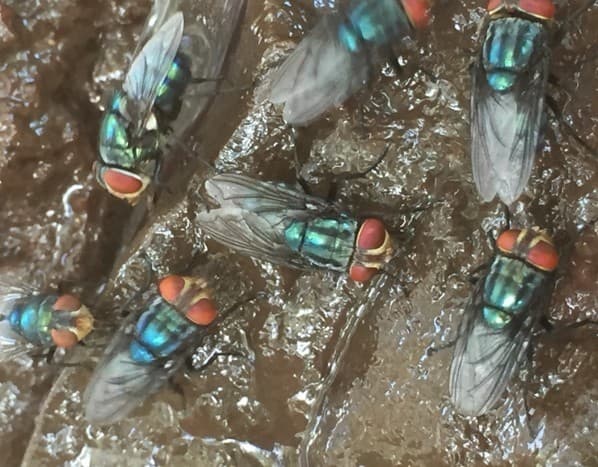 Texas registra novo caso de mosca-varejeira-do-novo-mundo em bezerro