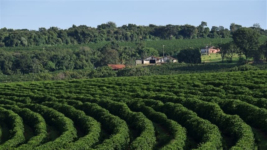 Perfil do solo é foco na Expocafé 2026 para cafeicultura sustentável