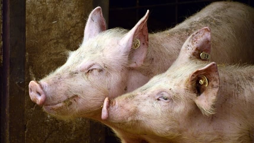 Exportação de carne suína indica expansão do mercado