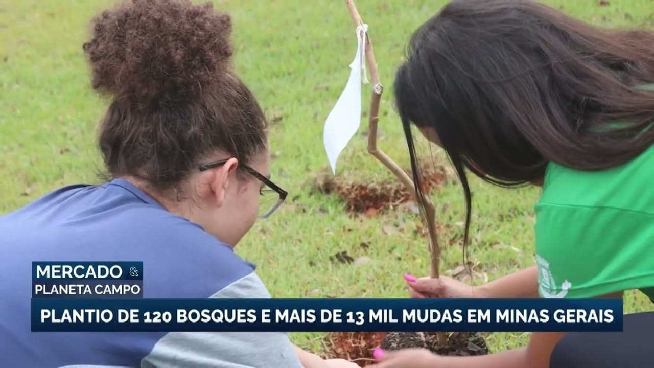 Estudantes de Minas Gerais plantam árvores para combater mudanças climáticas