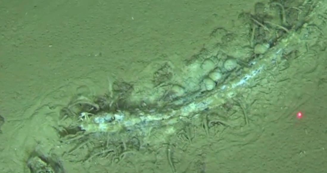 Maior necrópole de baleias descoberta no Oceano Índico a 7 mil metros