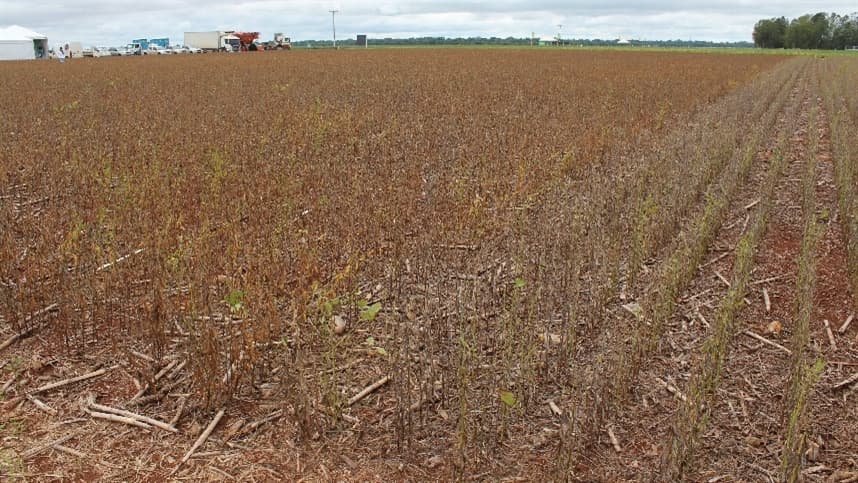 Produção de soja no Rio Grande do Sul prejudicada por enchentes