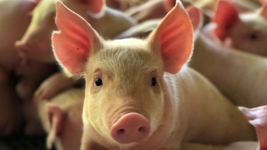 Cargill inicia produção de Provisoy™ no Brasil para leitões