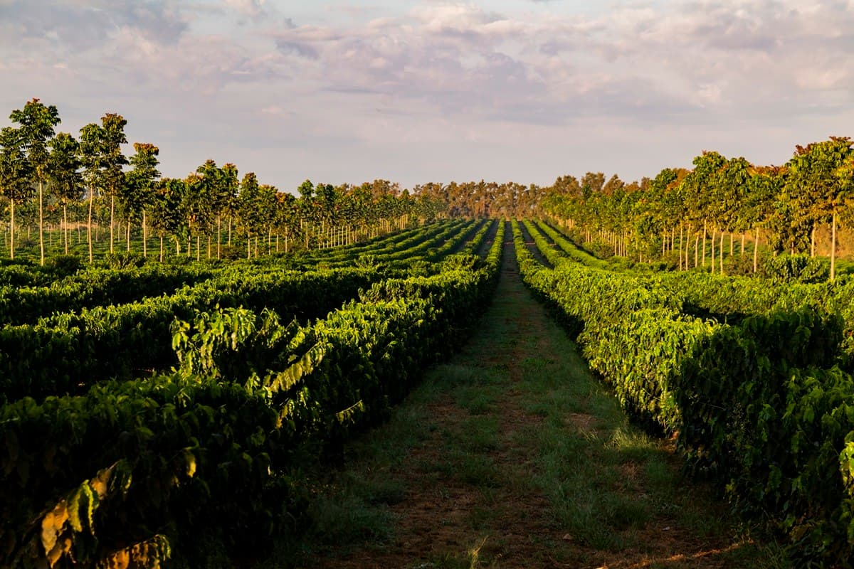 Nespresso reduz emissões em 3% e avança em sustentabilidade global