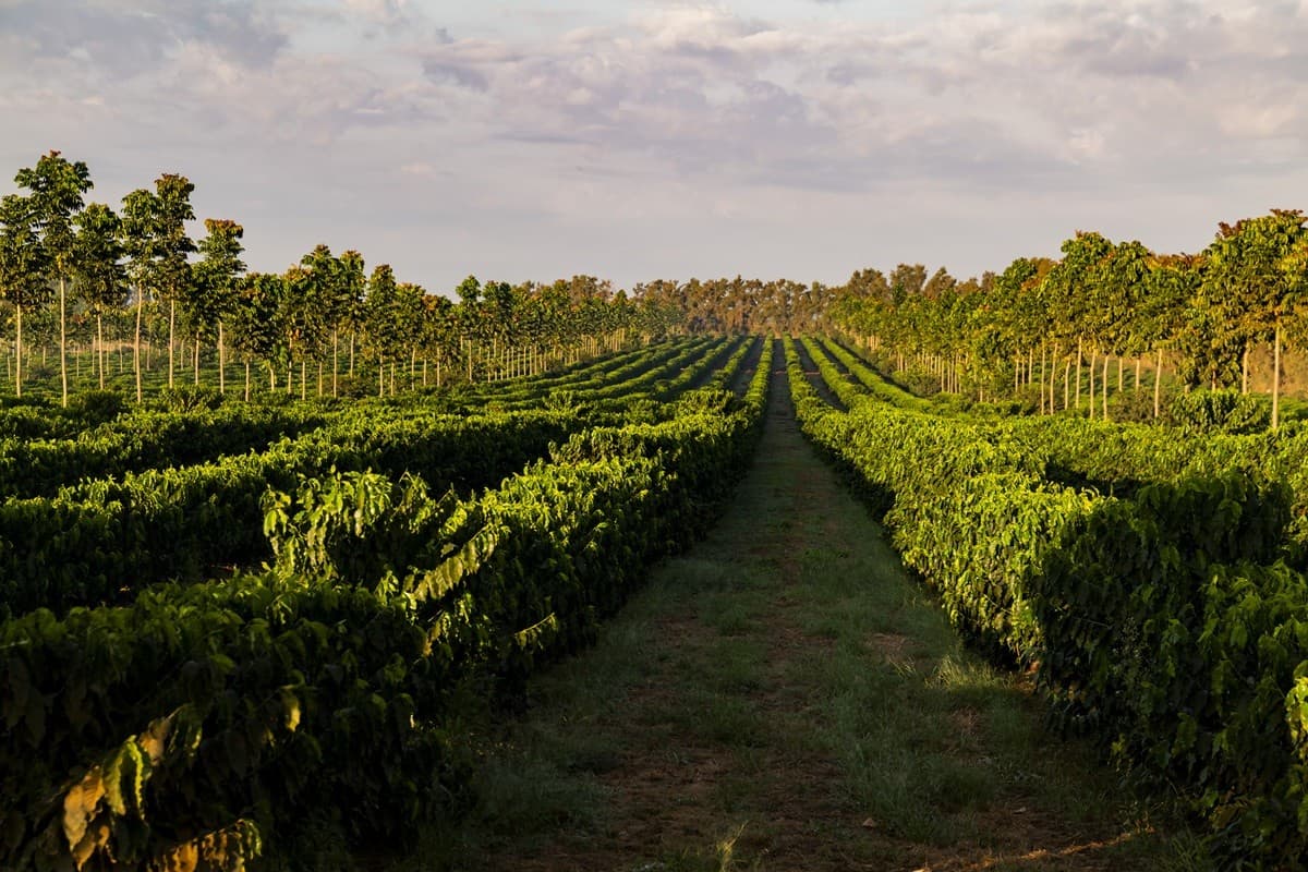 Nespresso reduz emissões em 3% e avança em sustentabilidade global