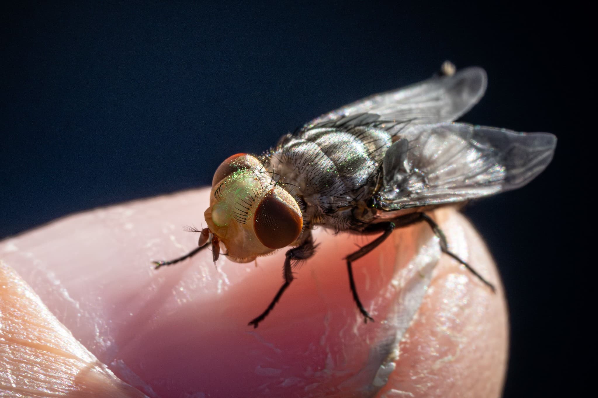 EUA registra 41 casos de mosca-varejeira-do-novo-mundo em gado