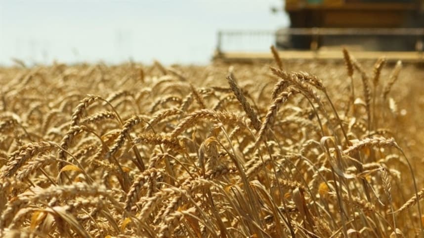 Mercado futuro de trigo em alta nos Estados Unidos