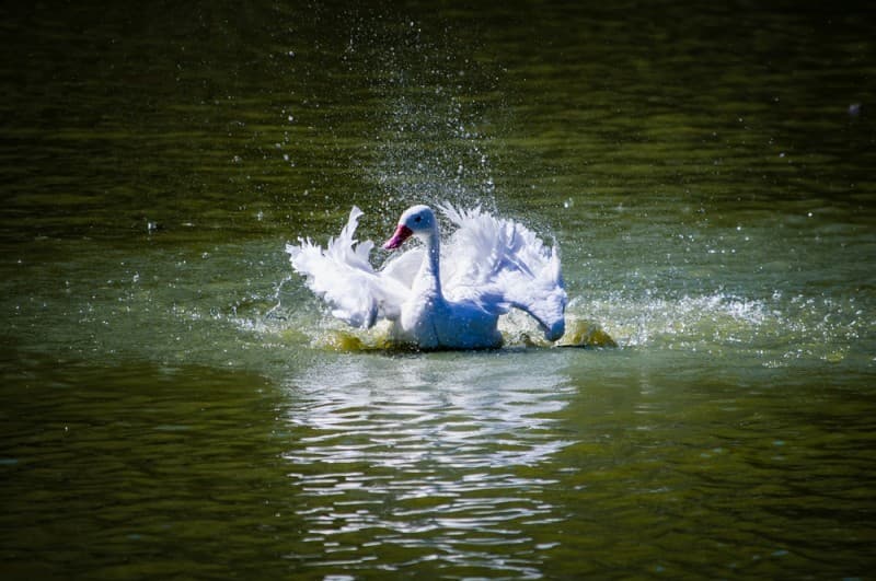 Parque Zoológico de Sapucaia do Sul suspende visitações após mortes de cisnes