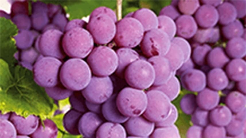 Fórum de Vitivinicultura discute inovações em Dom Pedrito
