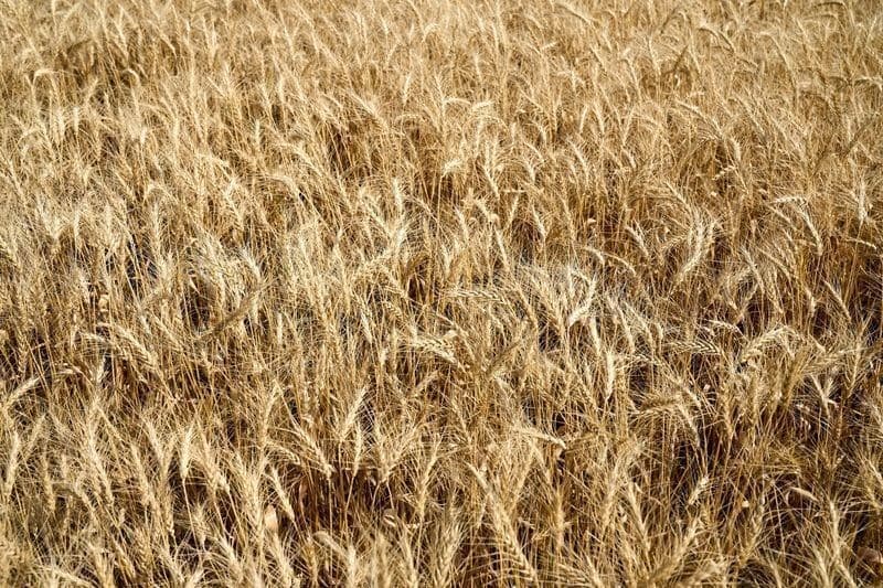Cultivo de trigo avança no Rio Grande do Sul com clima favorável