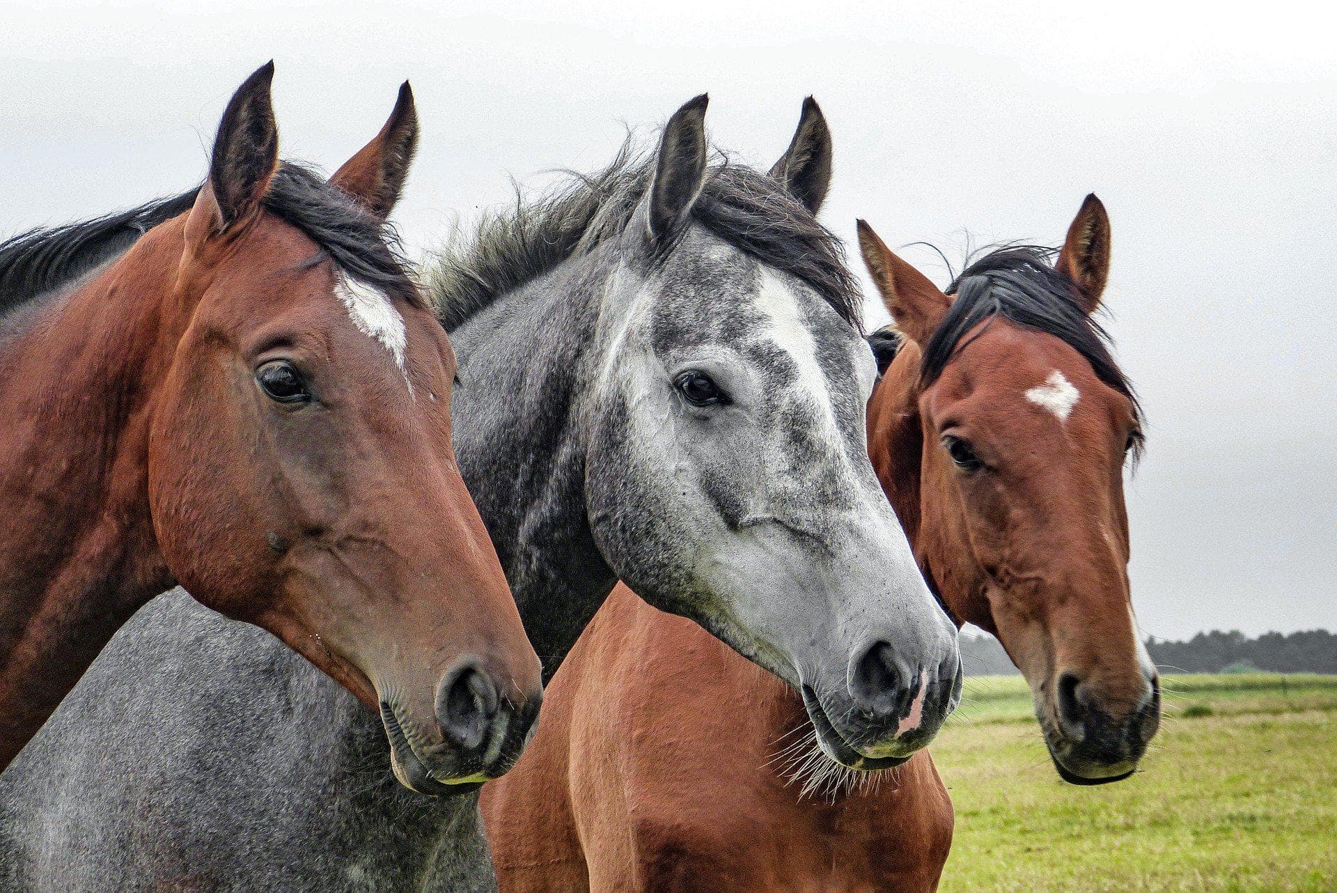 Nutratta é processada por mortes de cavalos em SP
