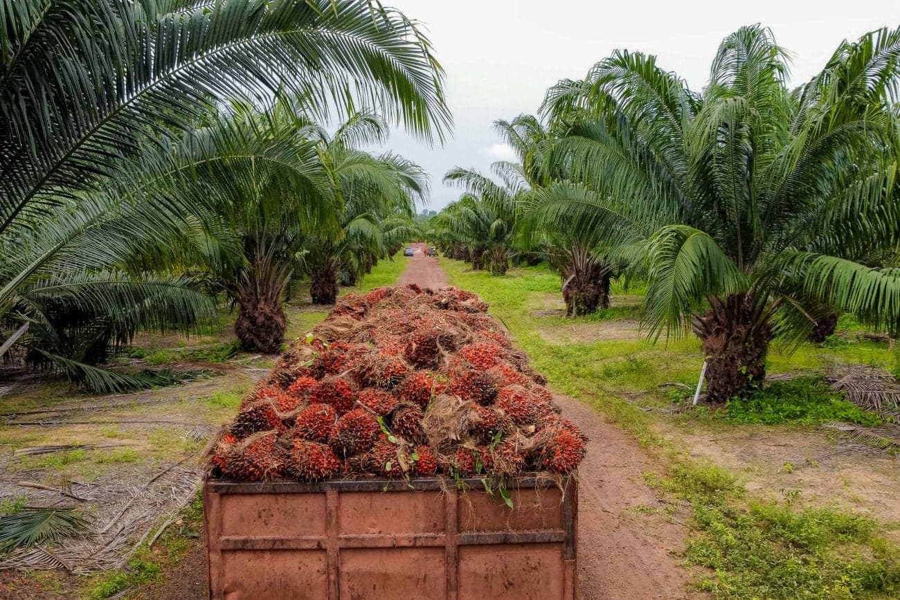 Cadeia do dendê cresce no Pará, impulsionando agronegócio brasileiro