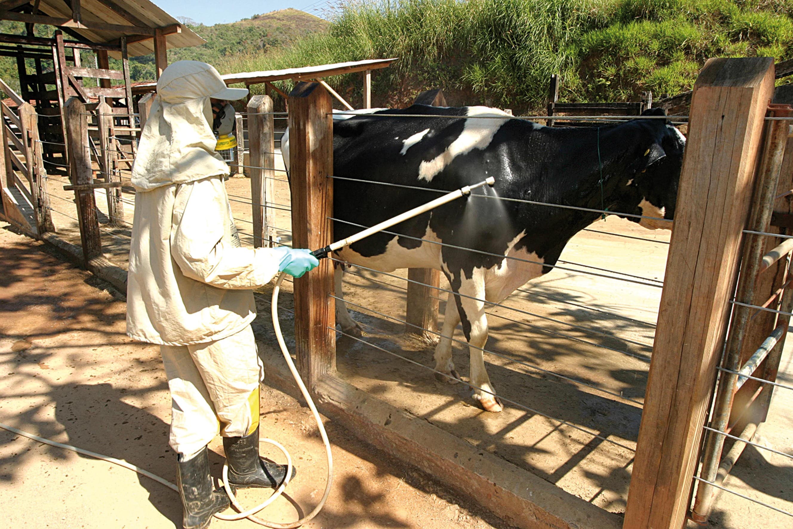 Perdas ocultas de parasitas afetam a produção de leite