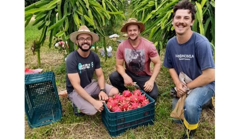 Cultivo de pitaia cresce em Santa Catarina com pesquisa inovadora