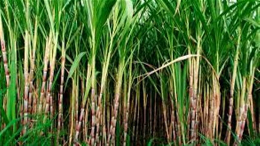 Floração da cana-de-açúcar afeta produção e qualidade do açúcar