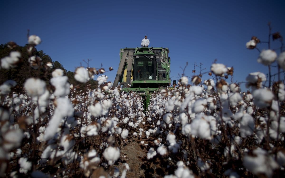 Brasil se destaca como maior exportador de algodão em 2026