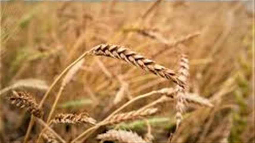 FAO relata crescimento de 1% na produção mundial de trigo