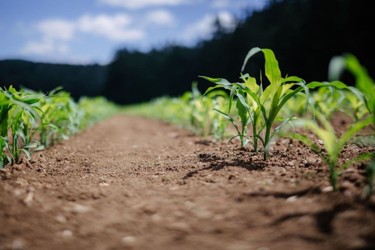 Desenrola 2.0: governo inclui agricultores na renegociação de dívidas