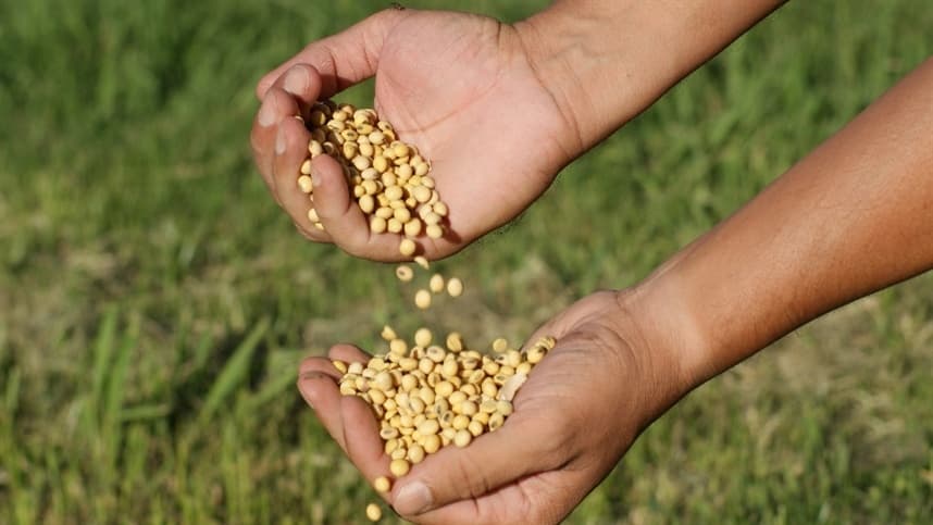 Soja: variações de preços marcam mercado brasileiro e americano