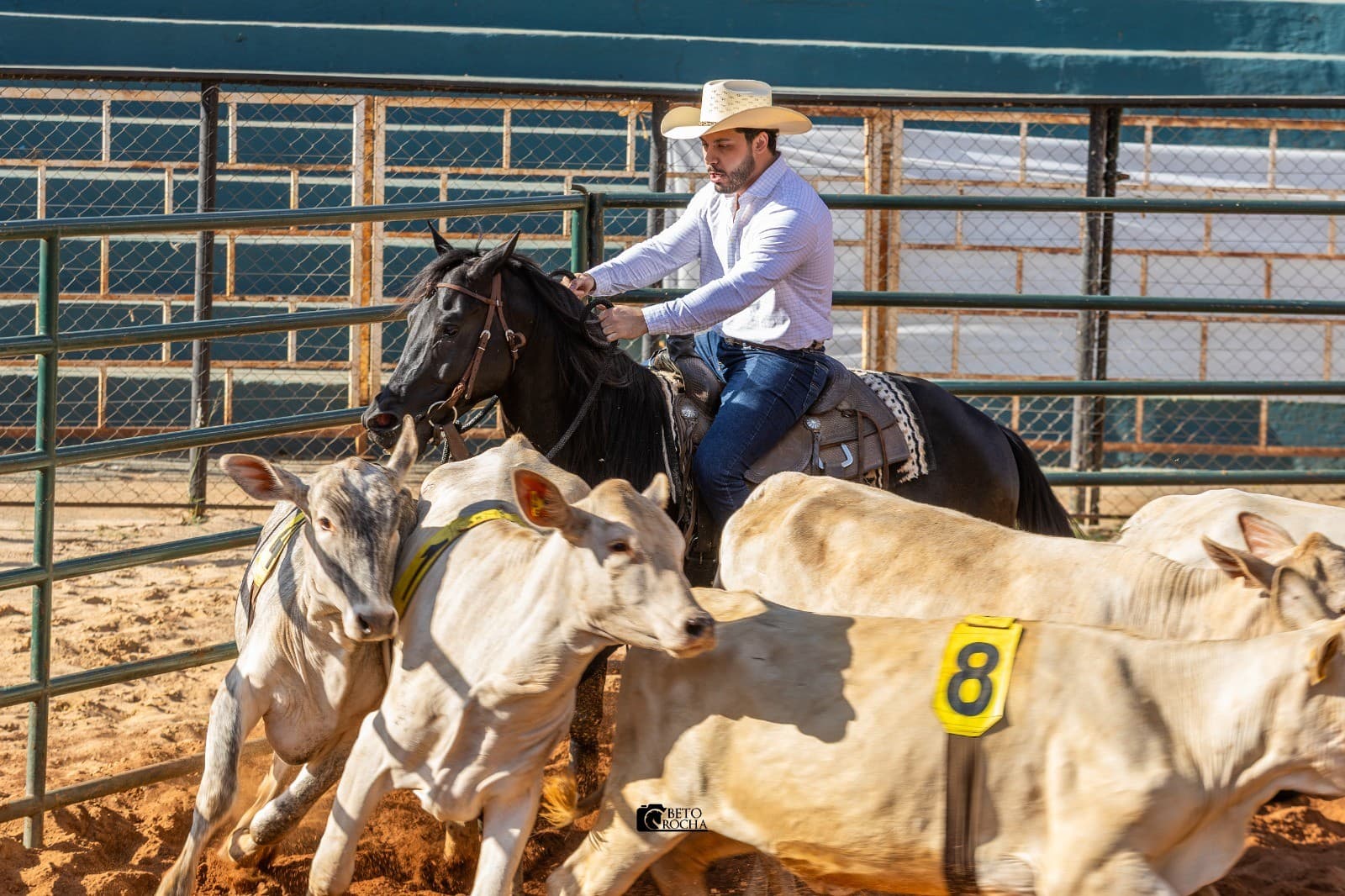 Murilo Huff estreia em competição de Ranch Sorting com cavalo Black Tags