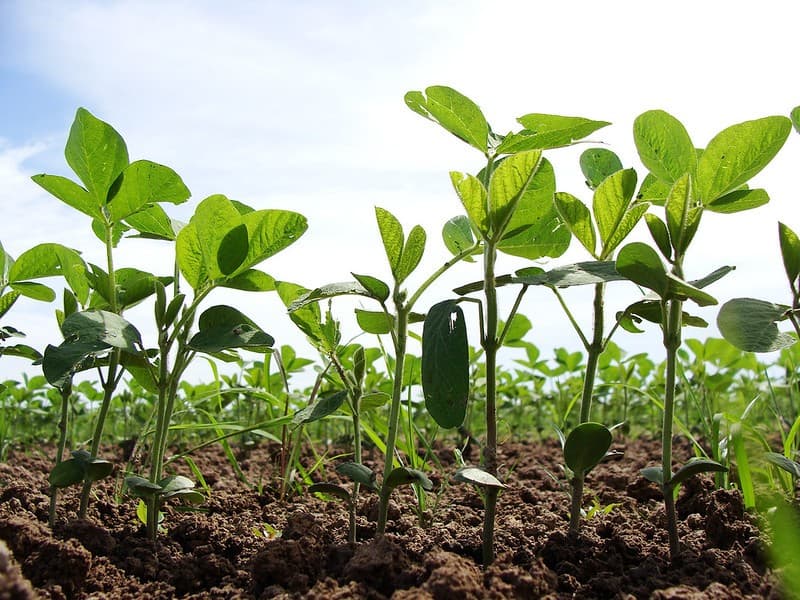 Queda nos preços de soja e milho em Chicago impacta mercado agrícola