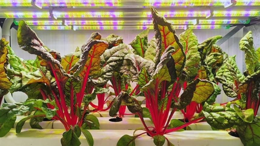 Agricultura vertical na Argentina aumenta produtividade e reduz água