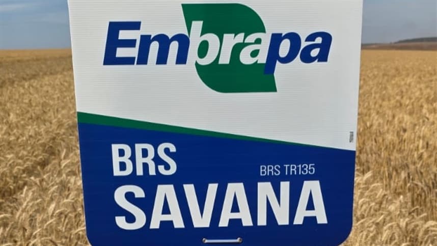 Embrapa Apresenta Nova Cultivar de Trigo BRS Savana na TecnoShow Comigo