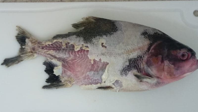 Bactéria ameaçadora é descoberta em peixes brasileiros