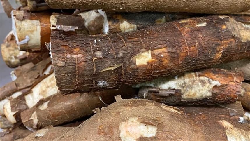 Chuvas afetam colheita e reduzem oferta de mandioca