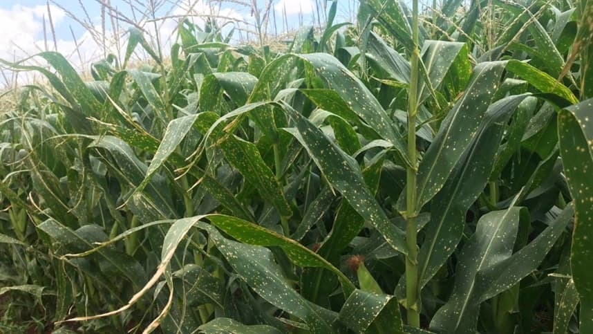Mercados agrícolas enfrentam pressão com alta de custos e quedas na oferta