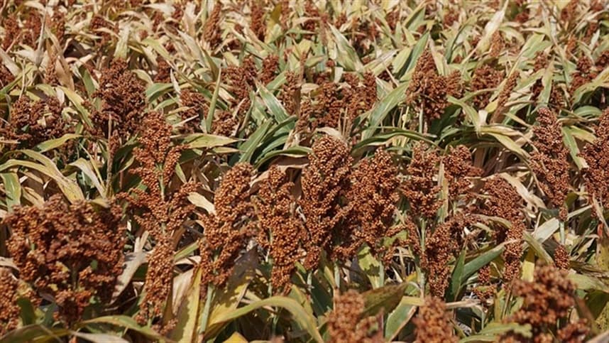 Oilema destaca cultura do sorgo na Bahia Farm Show 2026