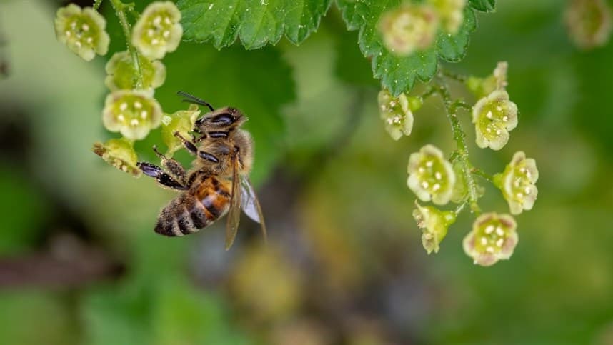 Abelhas nativas elevam produtividade da soja em Goiás