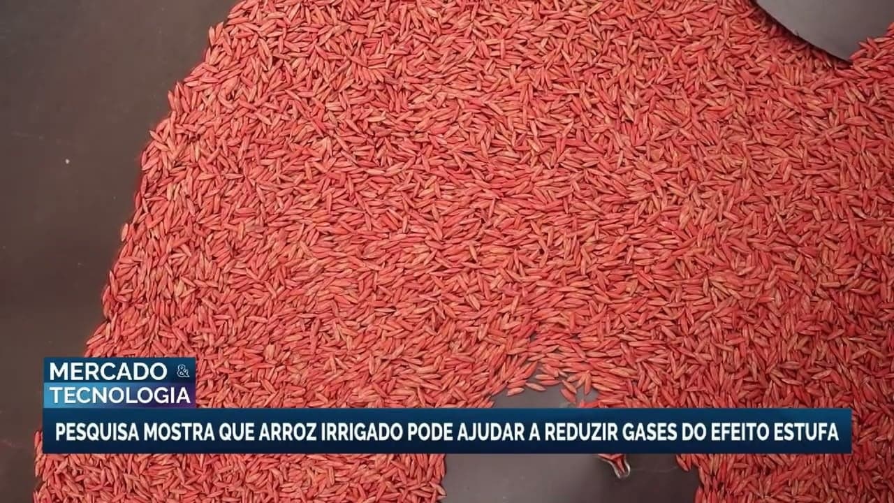 Cultivo de arroz irrigado no RS reduz emissões de metano