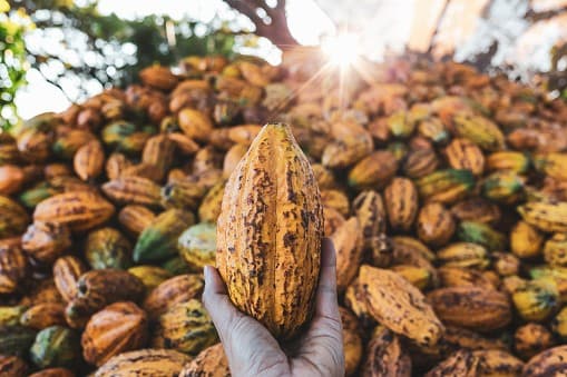 Cacau dispara no mercado devido a temores do El Niño