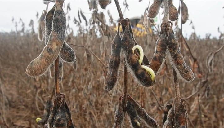 Produtores brasileiros enfrentam crise com alta de custos e El Niño