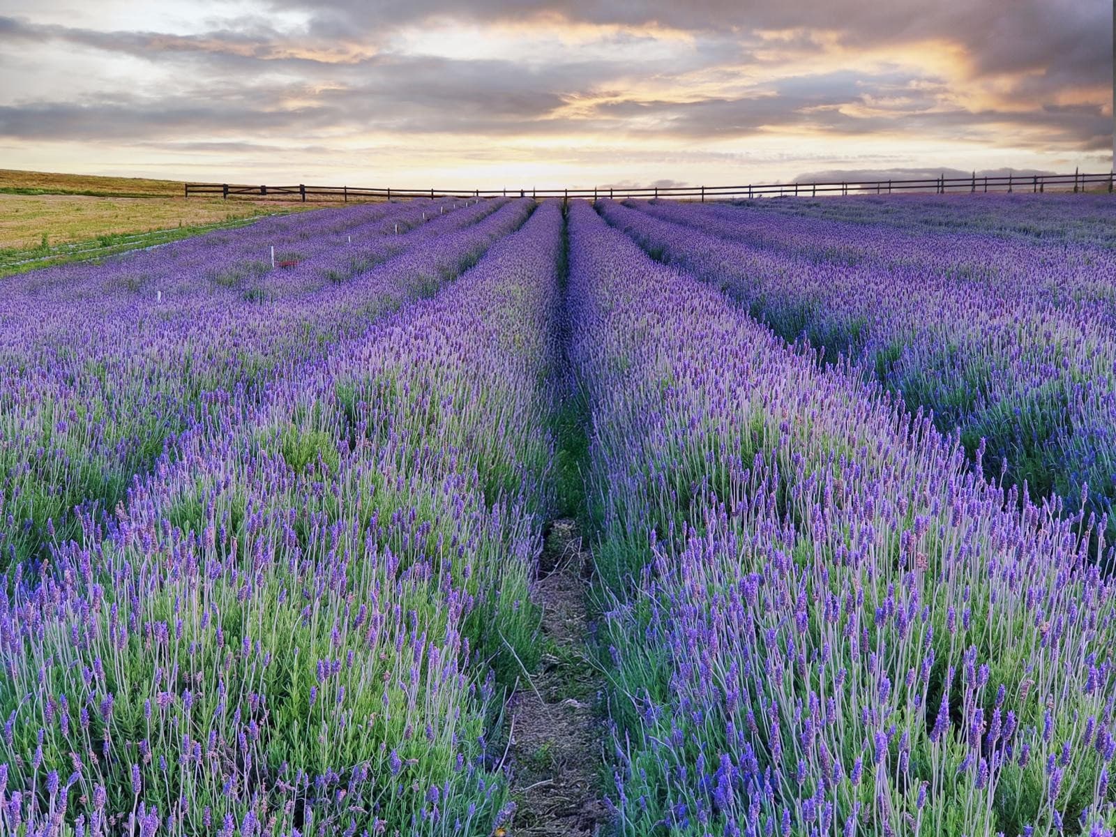 Crescimento do cultivo de lavanda impulsiona turismo rural no Paraná