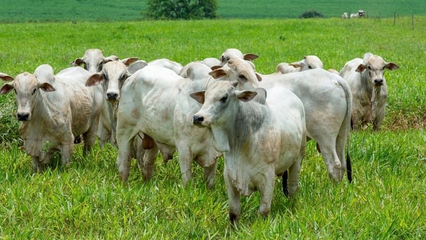 Abate de bovinos em Mato Grosso cresce em maio, mas cai anualmente