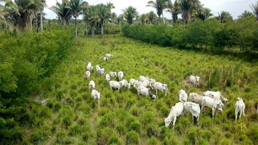 Apesar das adversidades climáticas, a ILP traz benefícios significativos