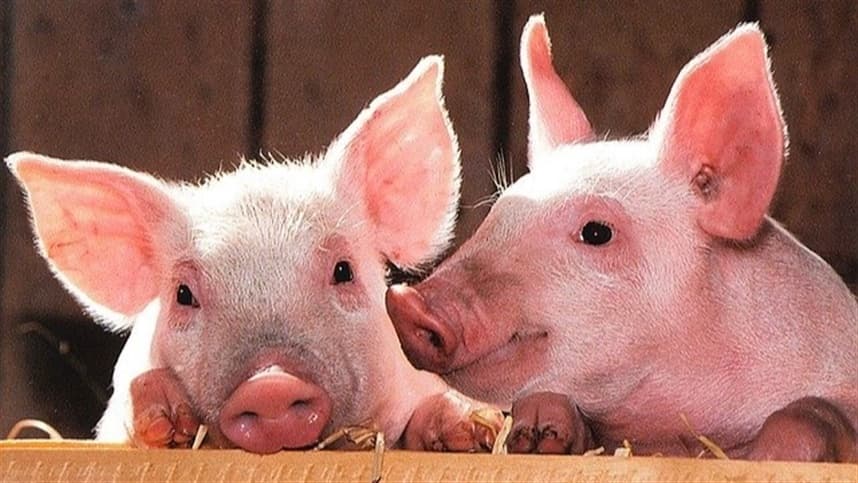 Retomada das exportações de carne suína impulsiona mercado nacional